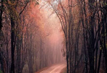 部落联盟手游能联机吗？